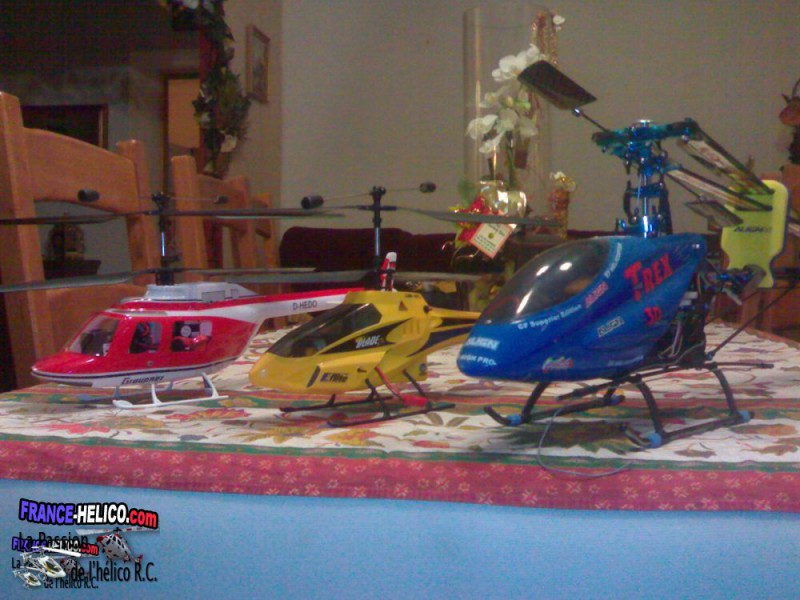 iguane 29122006038