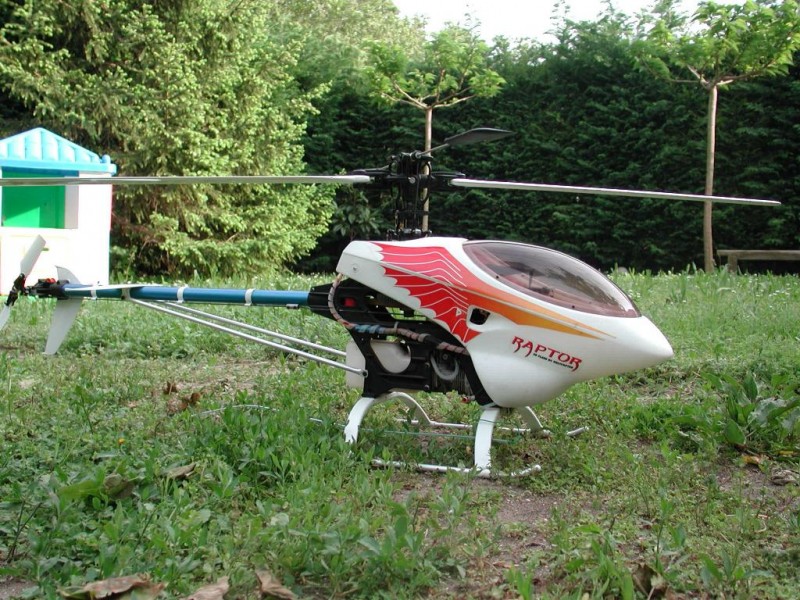 Rappy13 Raptor dans jardin