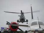 normal frelon1