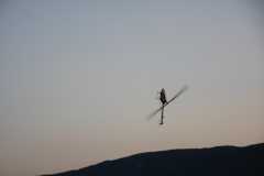 IMG 5135